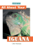 All About Your Iguana