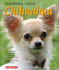 Training Your Chihuahua