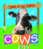 Cows