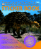 Walking With Dinosaurs: Sticker Book