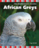 African Greys