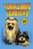 Yorkshire Terriers (Kw)