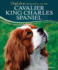 Cavalier King Charles Spaniel (Doglife)
