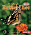 Butterflies (First Step Nonfiction-Animal Life Cycles)