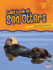 Let's Look at Sea Otters (Lightning Bolt Books ? Animal Close-Ups)