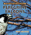 Peregrine Falcons (Really Wild Life of Birds of Prey)