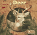 Deer (Animals That Live in the Forest)