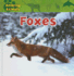 Foxes