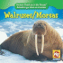 Walruses / Morsas