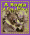 A Koala is Not a Bear!