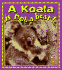 A Koala is Not a Bear! (Crabapples)