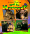 What is a Mammal?