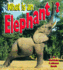 What is an Elephant?