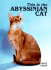 This is the Abyssinian Cat