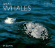 Gray Whales