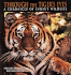 Through the Tiger's Eyes