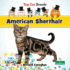 American Shorthair