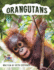 Orangutan Activity Workbook for Kids age 4-8!