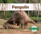 Pangolin (Pangolin)