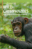 Wild Chimpanzees: Social Behavior of an Endangered Species