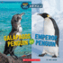 Galapagos Penguin Or Emperor Penguin (Wild World) (Hot and Cold Animals)