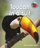 Toucan in a Suit