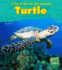 Sea Turtle (Young Explorer: a Day in the Life: Sea Animals)