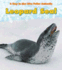 Leopard Seal (a Day in the Life: Polar Animals)