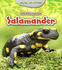 Life Story of a Salamander (Animal Life Stories)