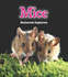 Mice: Nocturnal Explorers (Night Safari)