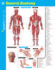 General Anatomy Sparkcharts (Volume 24)
