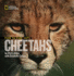 Face to Face with Cheetahs