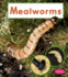 Mealworms (Pebble Books: Watch It Grow)