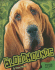 Bloodhounds (All About Dogs)