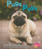 Pugs / Pugs (Perritos / Dogs) (Spanish and English Edition)