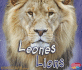 Leones/Lions