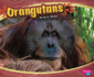 Orangutans