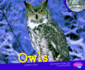 Owls Pebble Plus Nocturnal Animals
