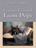 Lessons Learned from Dogs