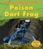 Poison Dart Frog