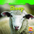 Sheep (Animals That Live on the Farm)