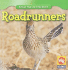 Roadrunners