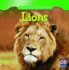 Lions (Animals That Live in the Grasslands)