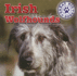 Irish Wolfhounds (Great Big Dogs)