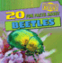 20 Fun Facts About Beetles (Fun Fact File)