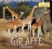 Meet the Giraffe (at the Zoo)