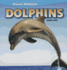 Dolphins (Marine Mammals)