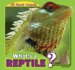 What's a Reptile? (All About Animals)