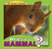 What's a Mammal? (All About Animals)