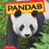 Pandas (the Animals of Asia)